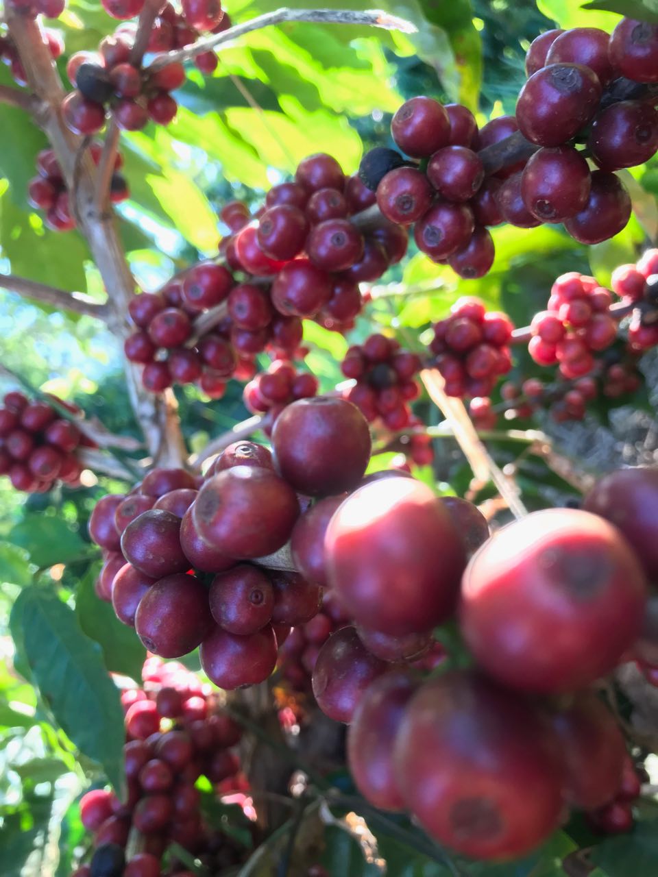 Arbusto de café com frutos cereja brilhantes por causa da luminosidade do Sol
